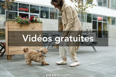 137 683+ Vidéos De Femme et chien Libre de Droit, Clips